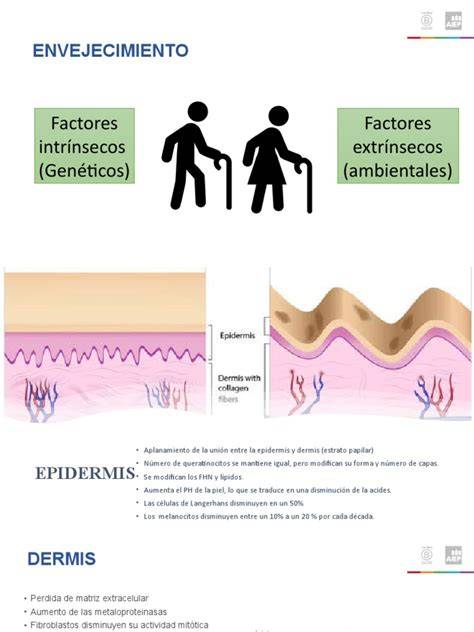 Factores del envejecimiento cutáneo