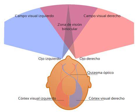 Esquema de visión central y periférica
