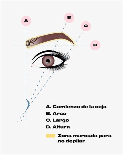Mapa de puntos para diseñar cejas