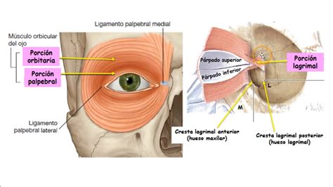 anatomía de la zona periorbital