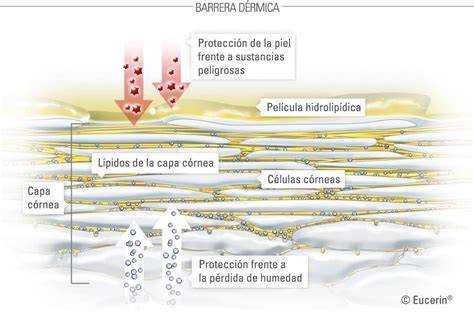 Capas de la piel y barrera cutánea