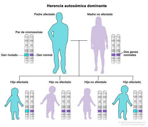 patrones de herencia autosómica dominante recesiva