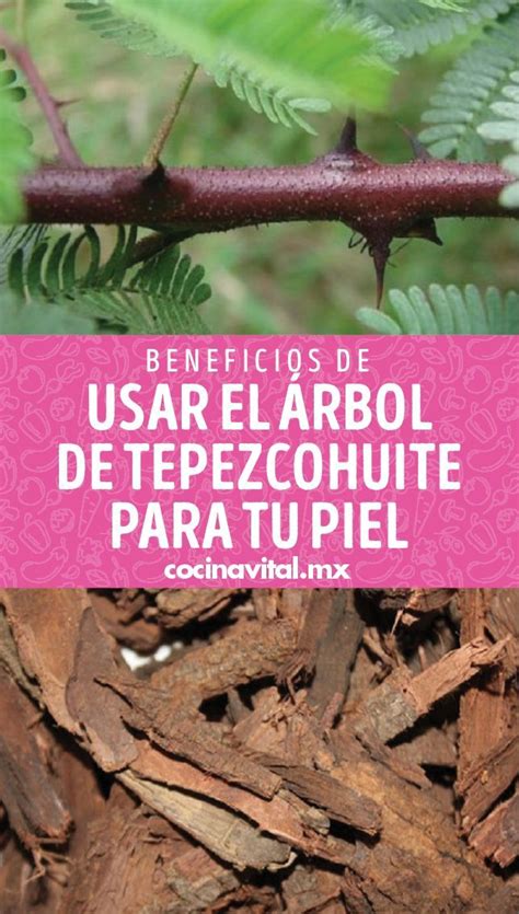 Árbol de tepezcohuite y corteza mexicana
