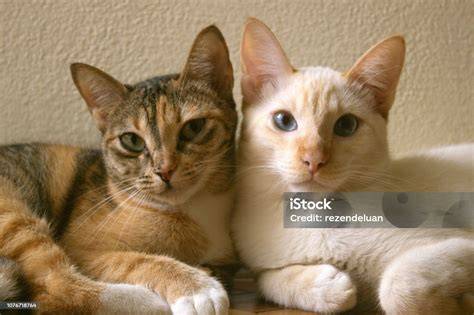Dos gatos guerreros apoyándose mutuamente