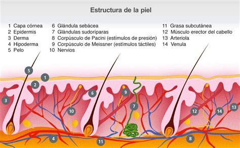 Capas de la piel y mesoterapia intradérmica