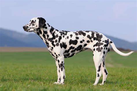 cachorro dálmata blanco y adulto manchado