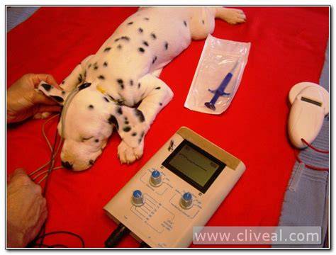 prueba auditiva BAER para cachorro dálmata